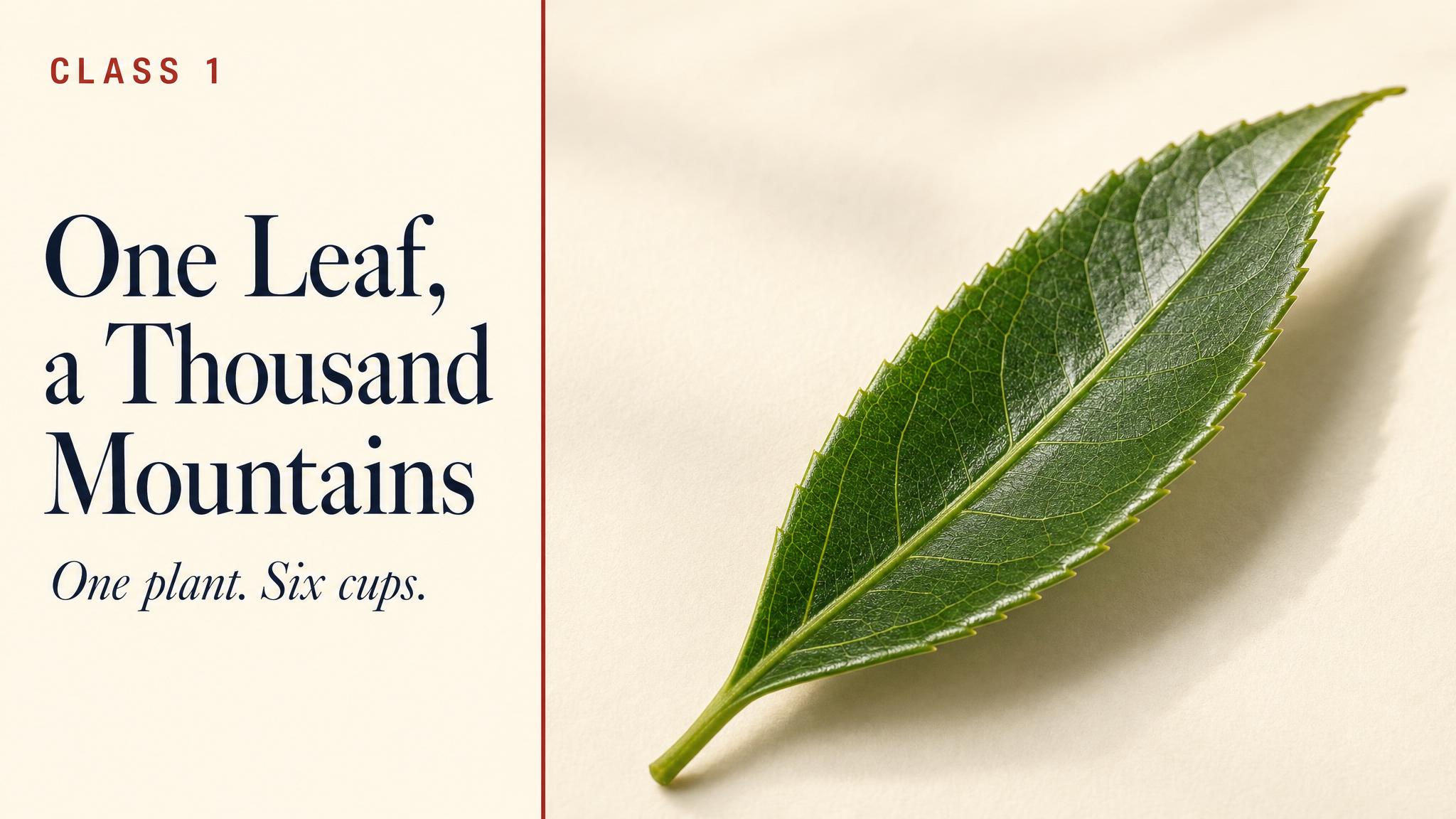 Title — One Leaf, a Thousand Mountains