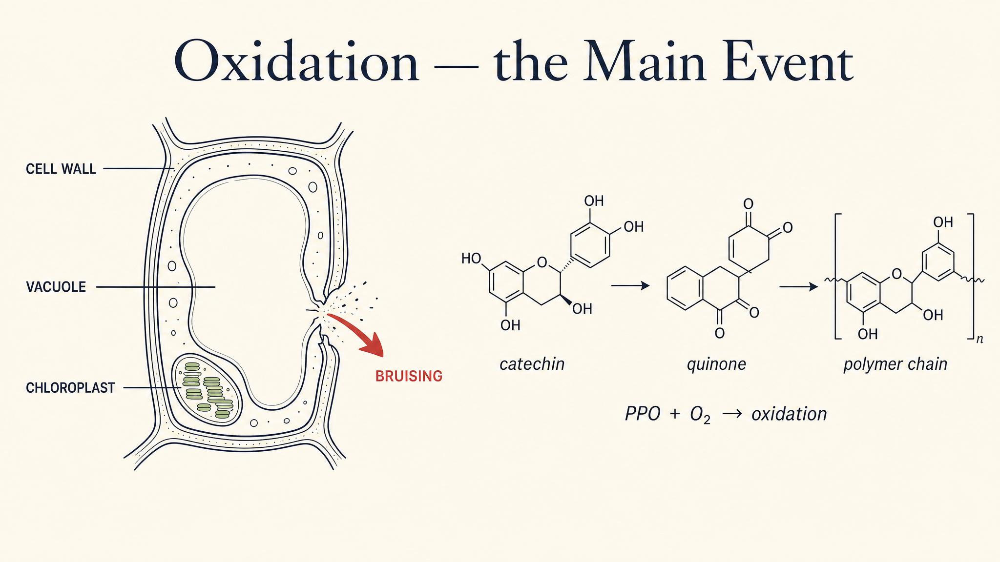 Oxidation — the main event