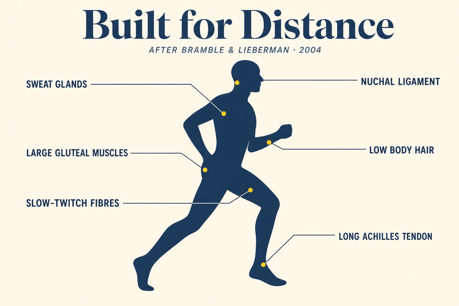 Six anatomical features that only make sense if you were built to run a long way. The engine is already in you — training just turns it on.