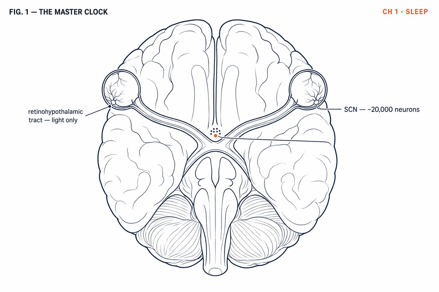 The suprachiasmatic nucleus, located directly above the optic chiasm. Its position is not anatomical accident — it is the architecture of a system designed around light.