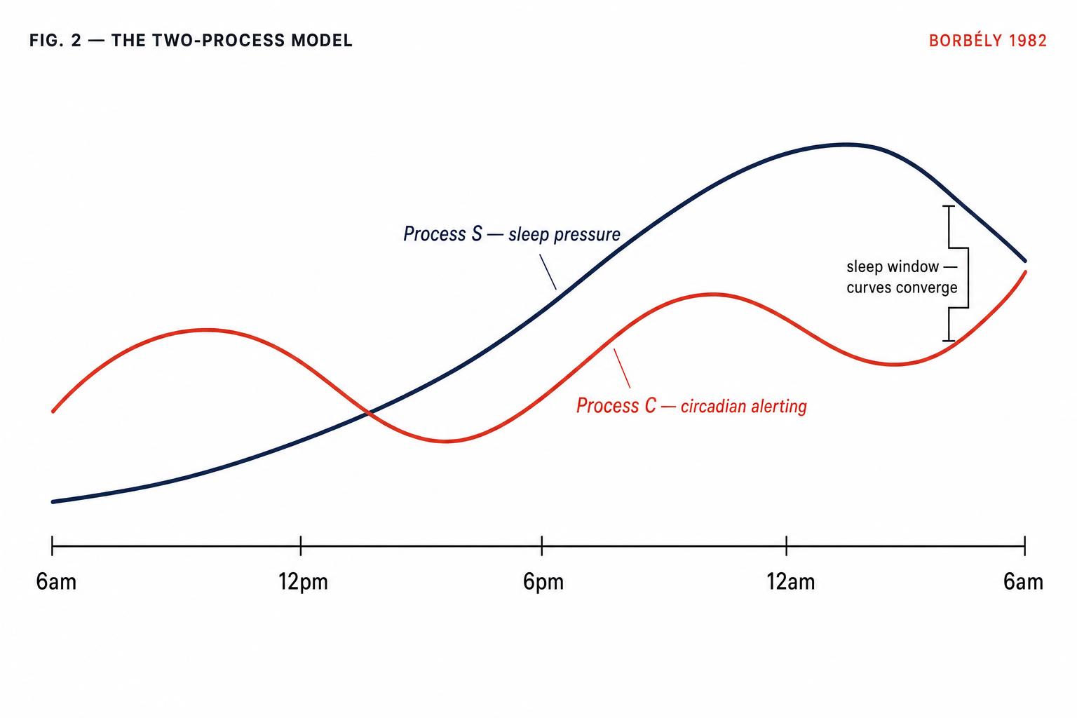 The two-process model: Process S rising as a tide of sleep pressure across the day, Process C as an oscillating circadian alerting signal. The 'second wind' is the gap between them just before evening collapse.