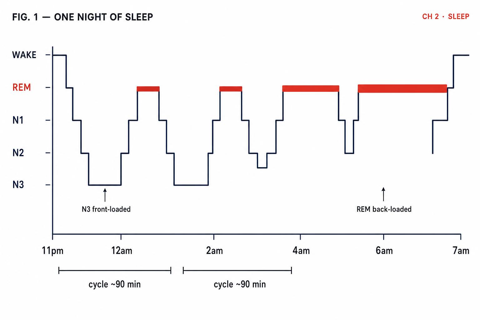 A hypnogram of a typical eight-hour night, the way a sleep scientist would chart it: deep N3 valleys early, lengthening REM bands toward morning.