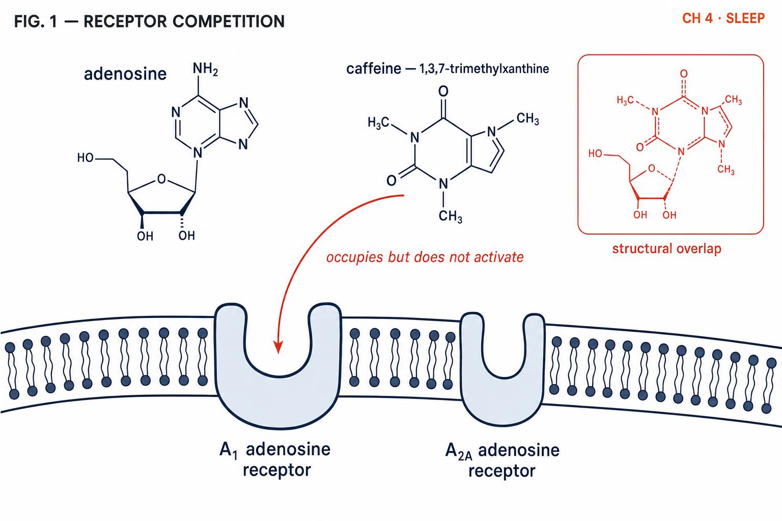Caffeine and adenosine docking at the A1 receptor. The structural-overlap inset explains why the deception works at all (Reichert et al., 2022).