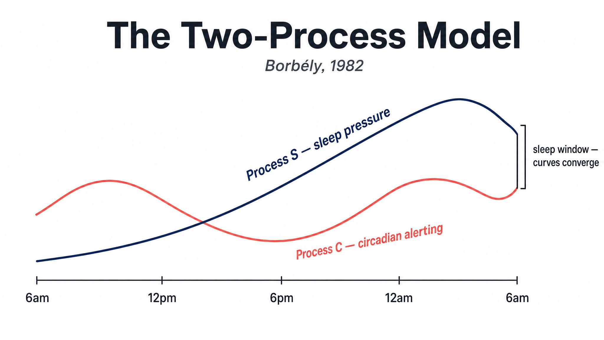 The two-process model — Borbély 1982