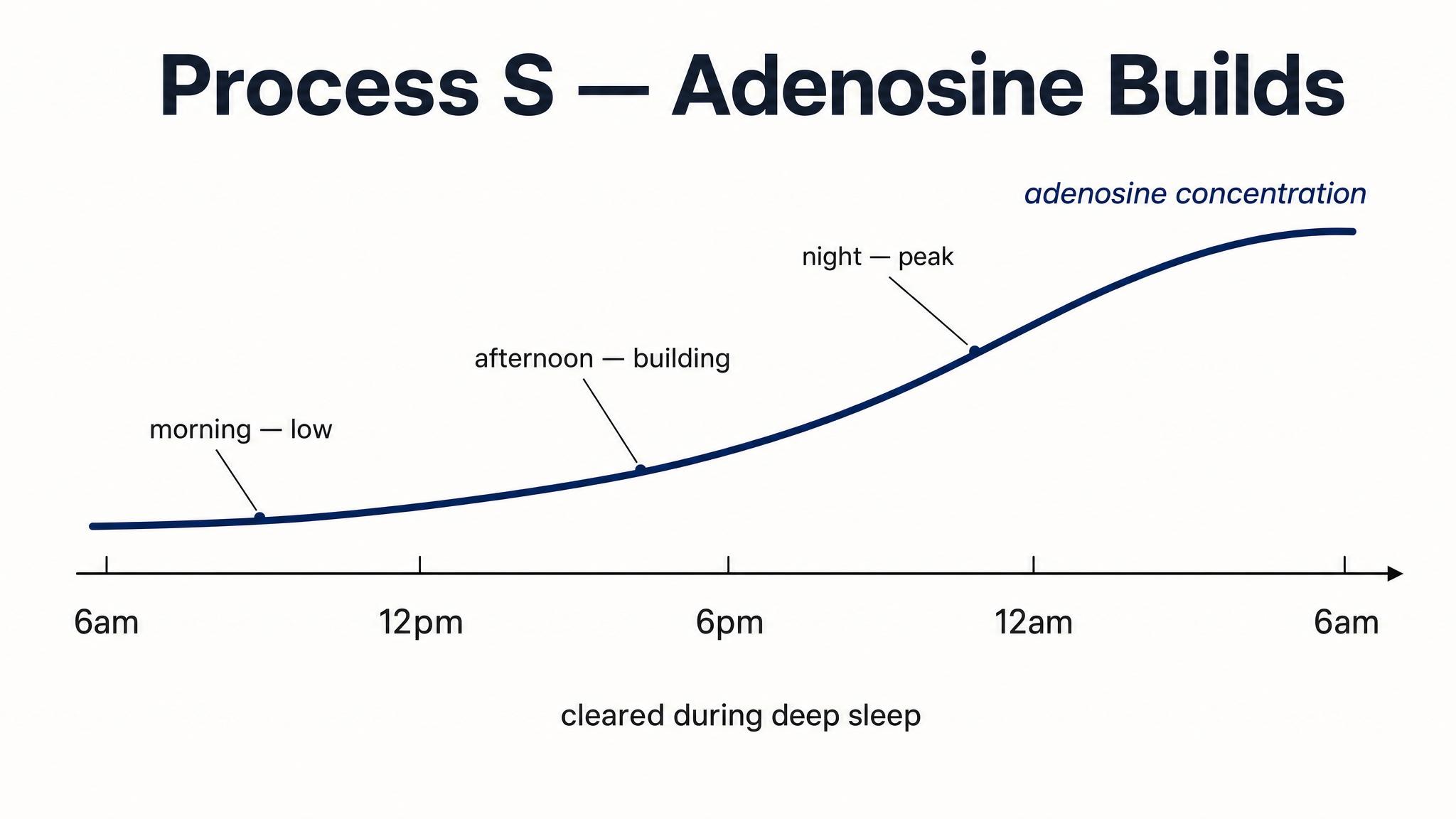 Process S — adenosine builds