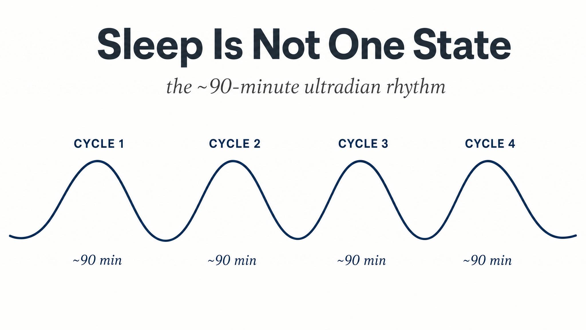 Sleep is not one state — the ultradian rhythm