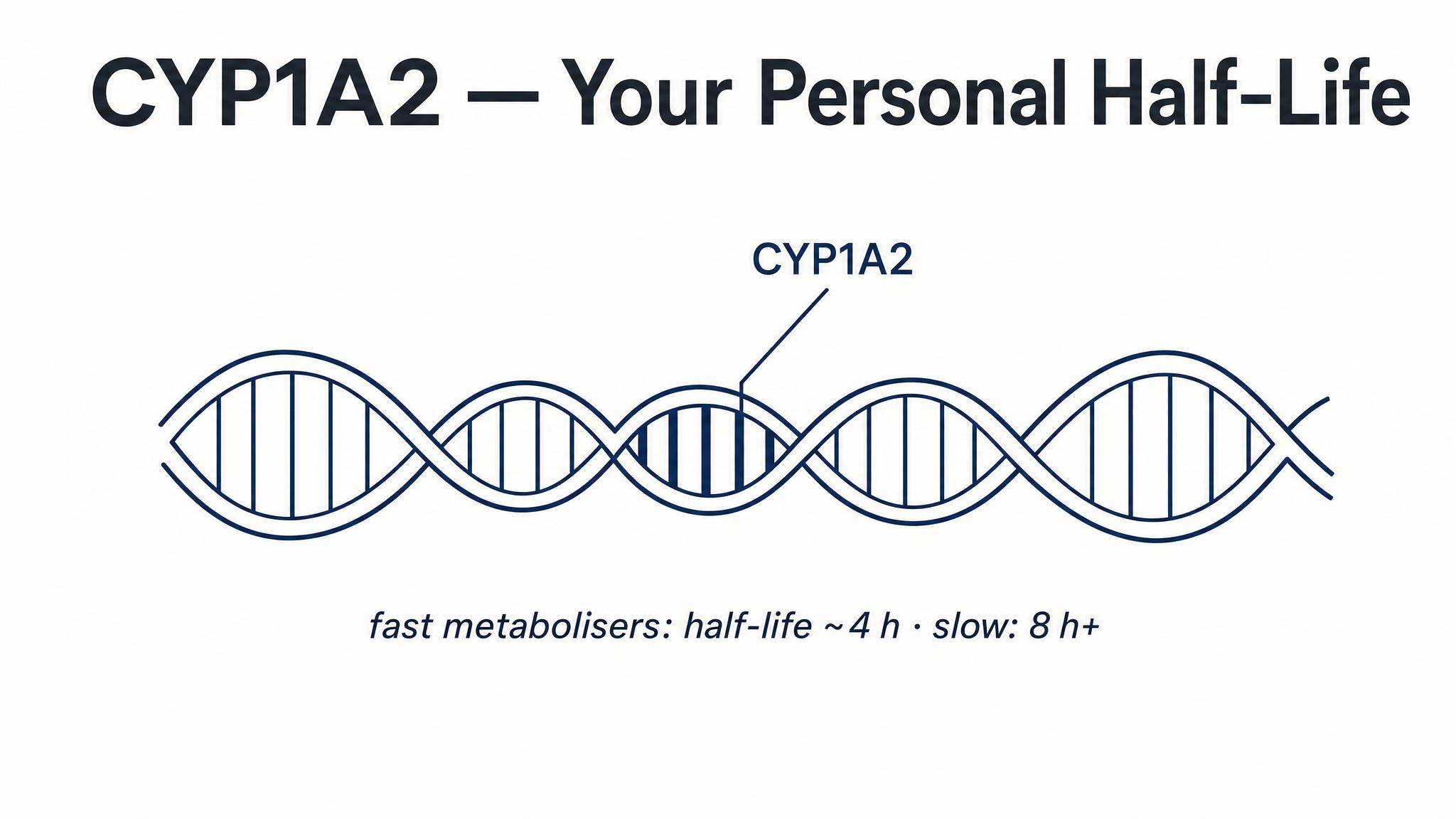 CYP1A2 — your personal half-life